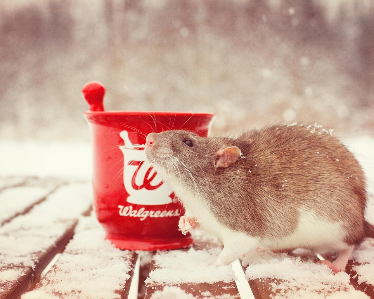 Rat with a cup of tea in the snow, a symbol of the new year 2020
