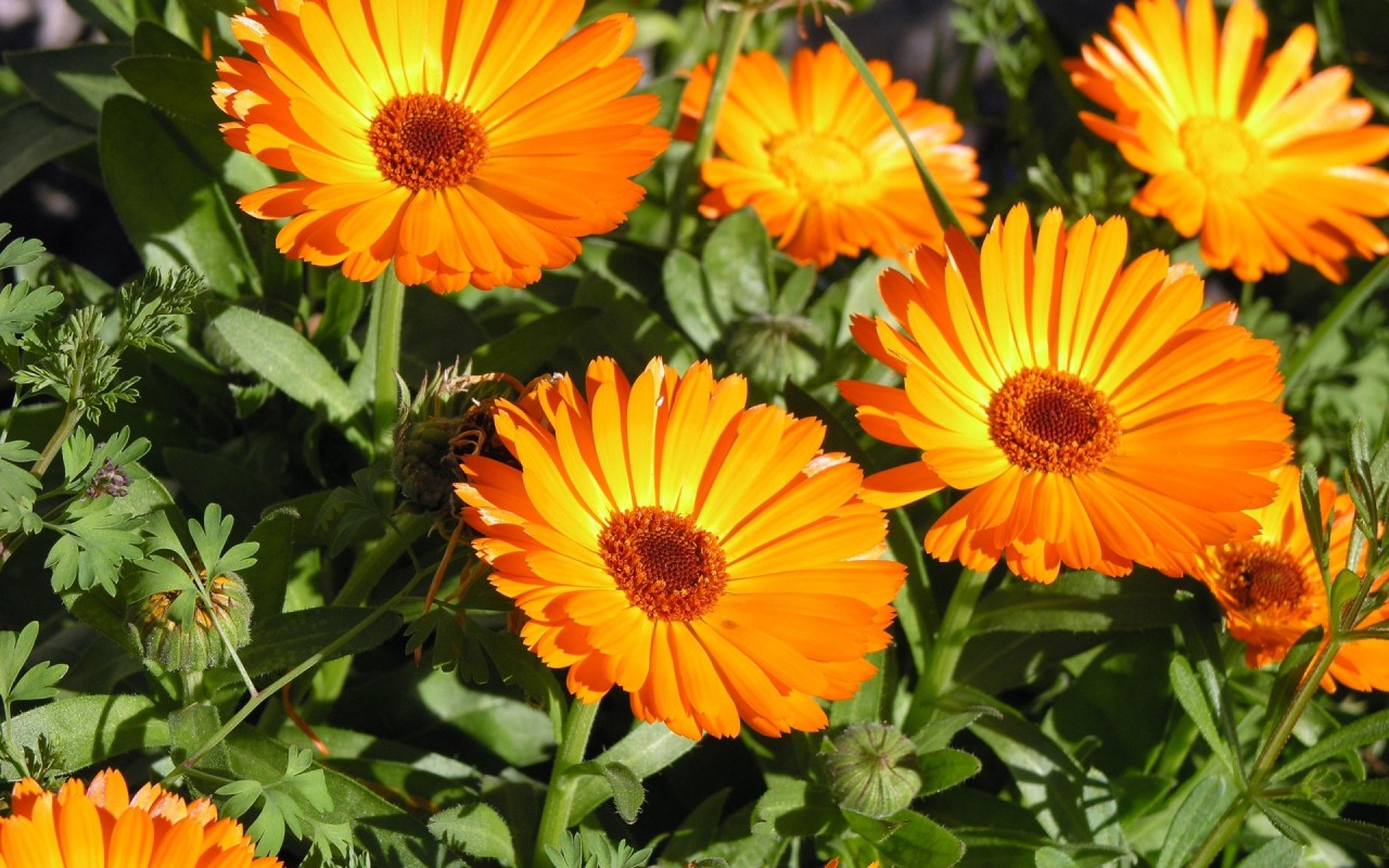 orange flowers bearing