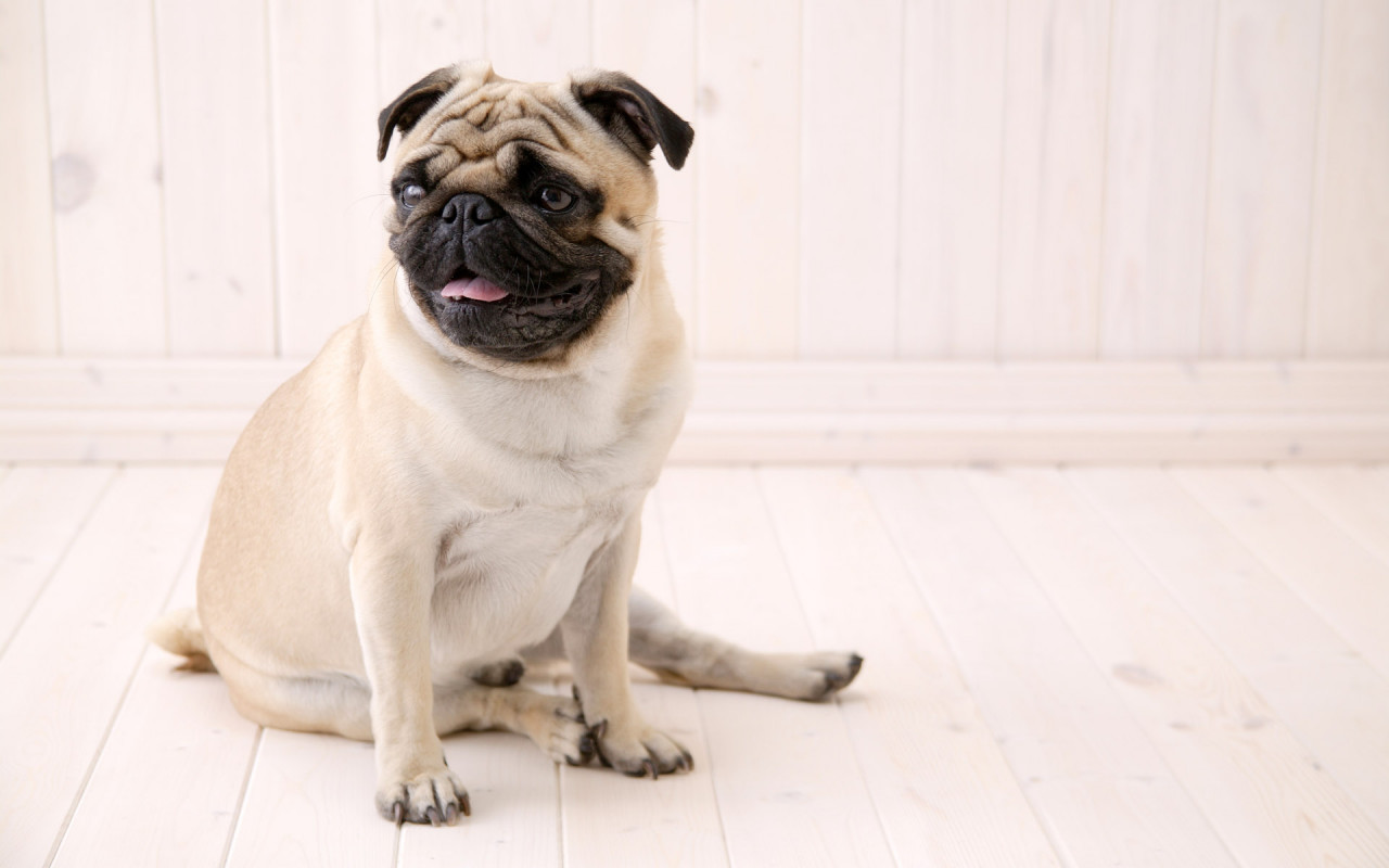 Previous, Widescreen - Sitting Pug wallpaper