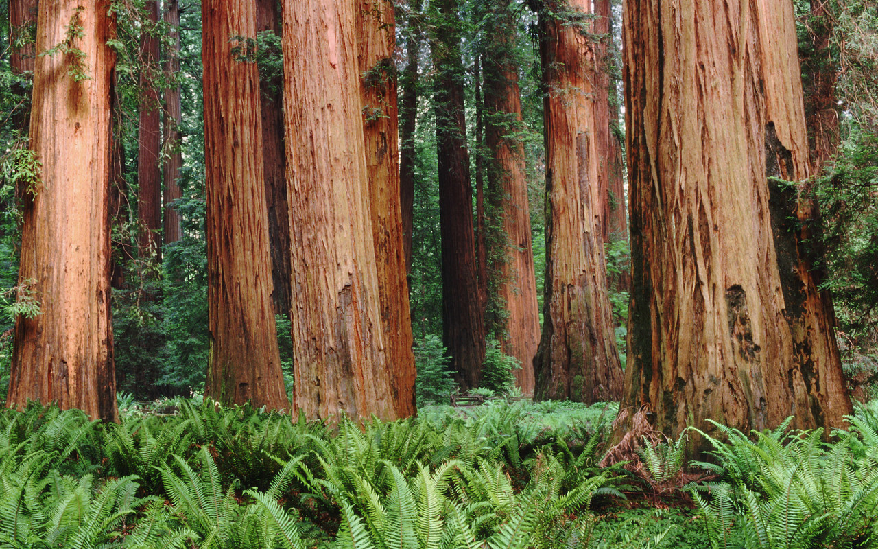 sequoia wallpaper