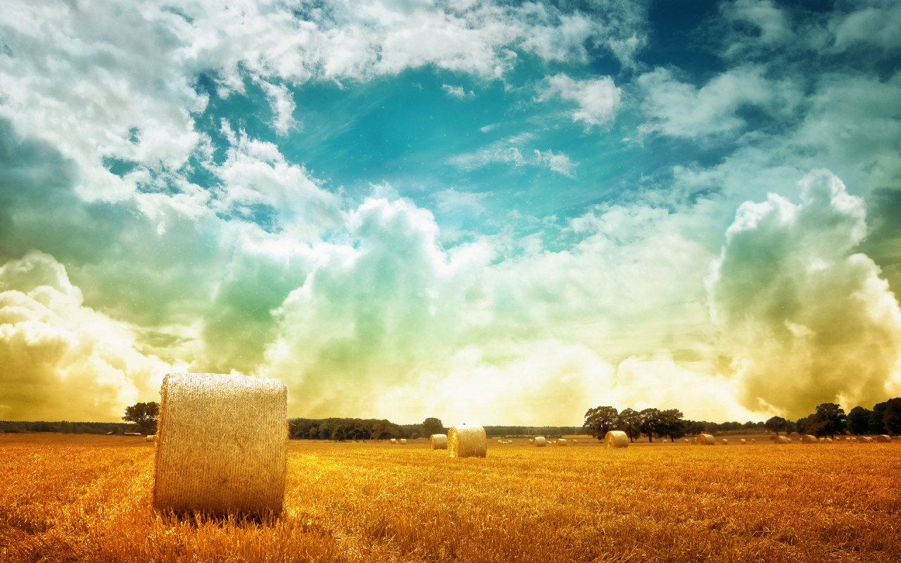 Fields Of Hay