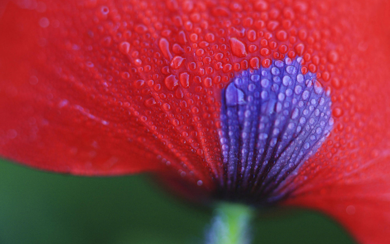 macro flower wallpaper