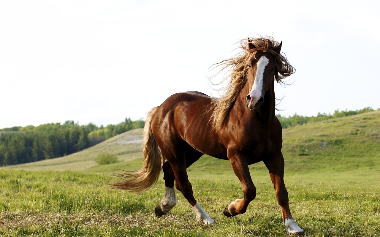 http://www.zastavki.com/pictures/1280x800/2012/Animals_Horses_Riding_a_horse_033632_.jpg