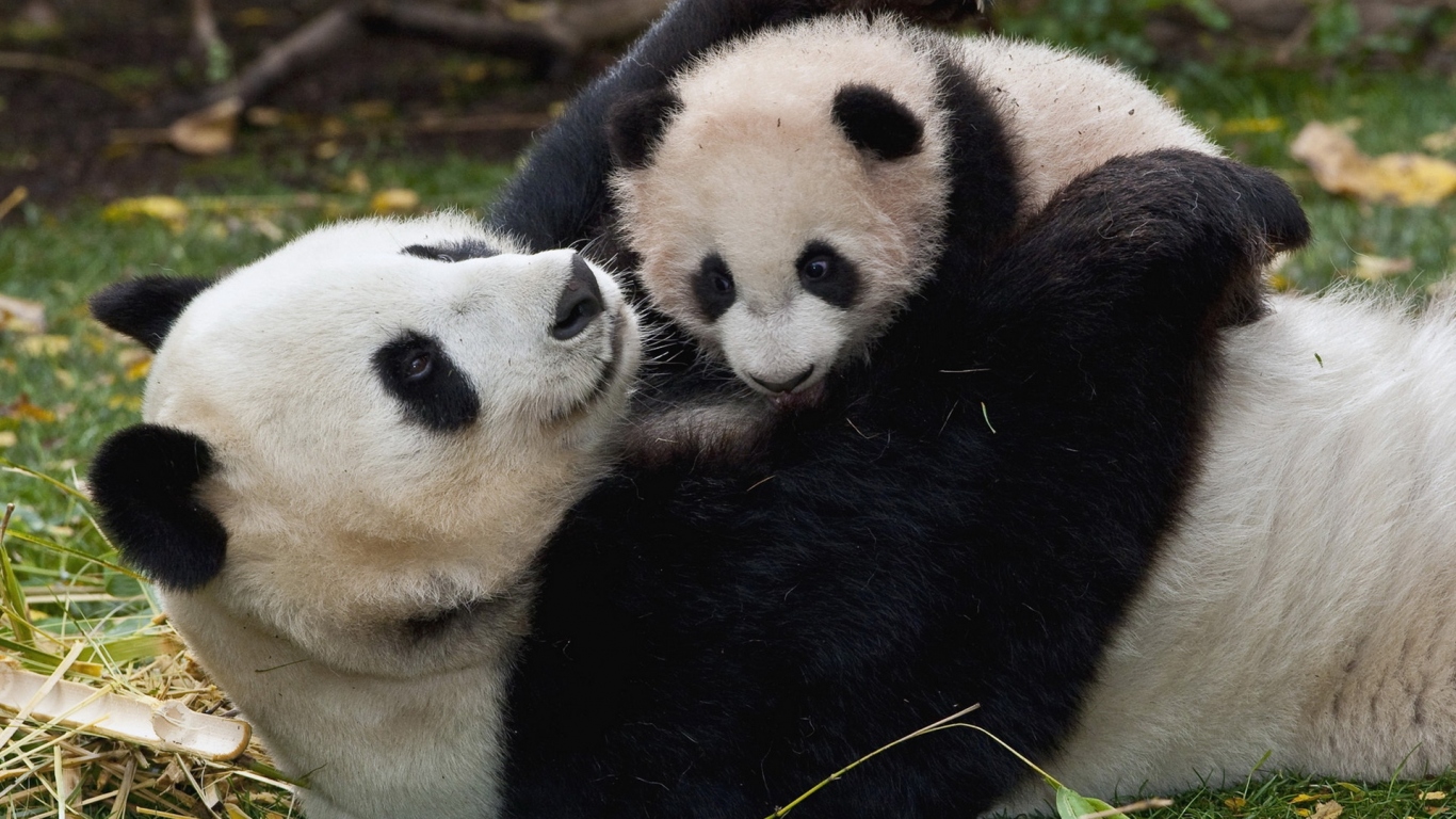 http://www.zastavki.com/pictures/1366x768/2012/Animals_Bears_Panda_and_Baby_033268_.jpg