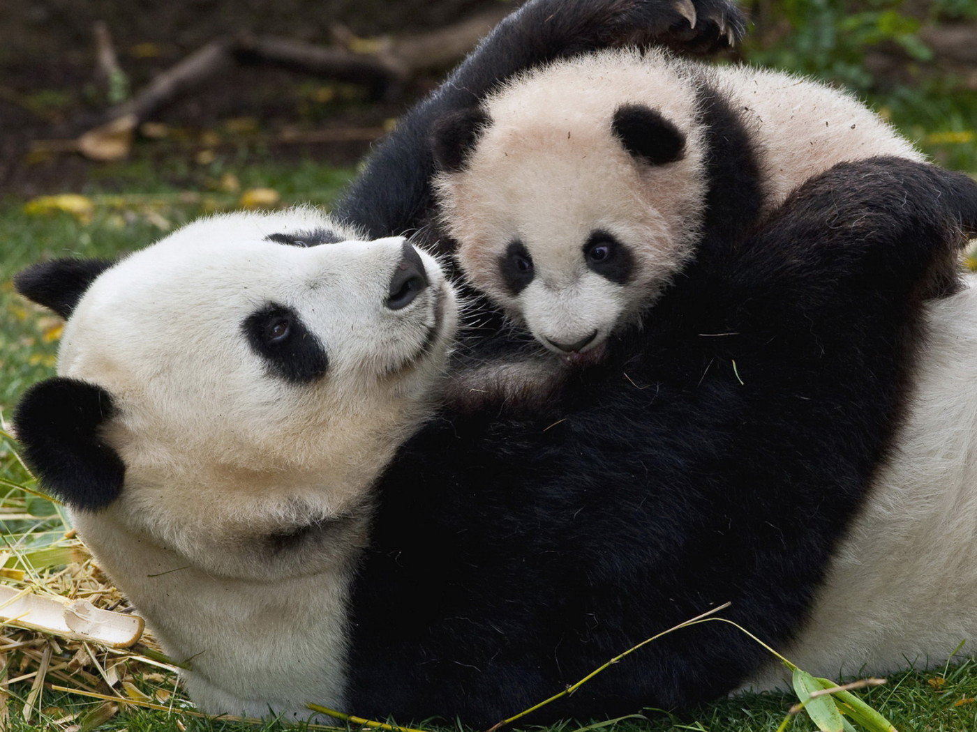 baby panda background