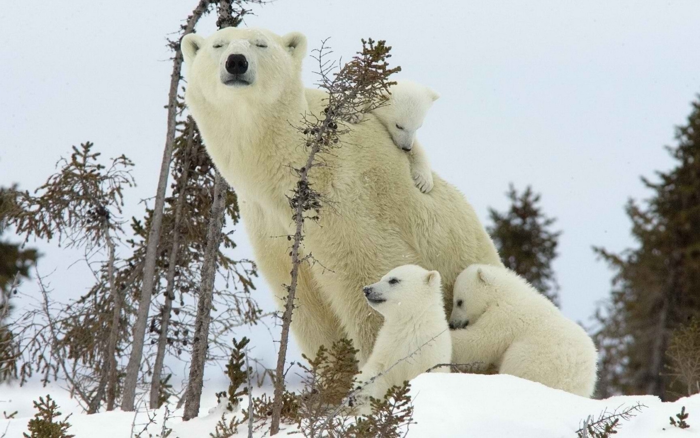 Белая Медведица с медвежонком фото