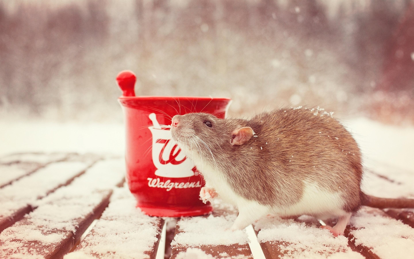 Крыса с чашкой чая на снегу, символ нового года 2020 