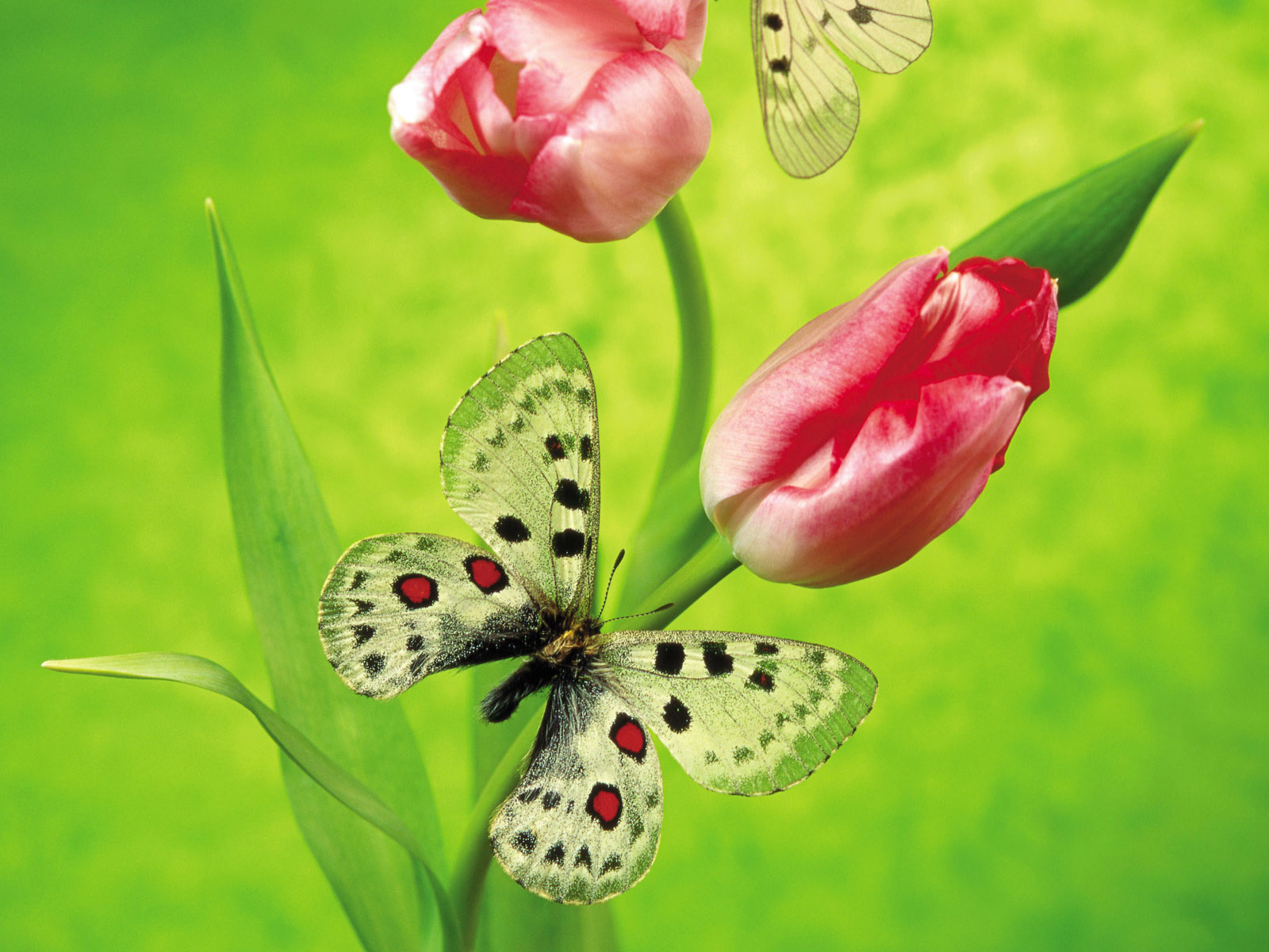 Nature_Flowers_Tulip_butterfly__Flowers_008354_.jpg