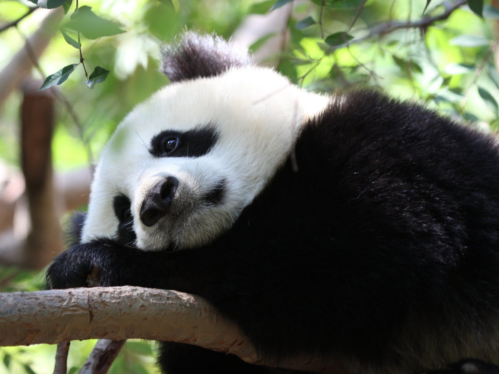 壁紙 パンダ 大熊猫 ジャイアントパンダ 癒しの 動物の寝顔 寝相画像集 かわいい ー ﾌﾌ Naver まとめ
