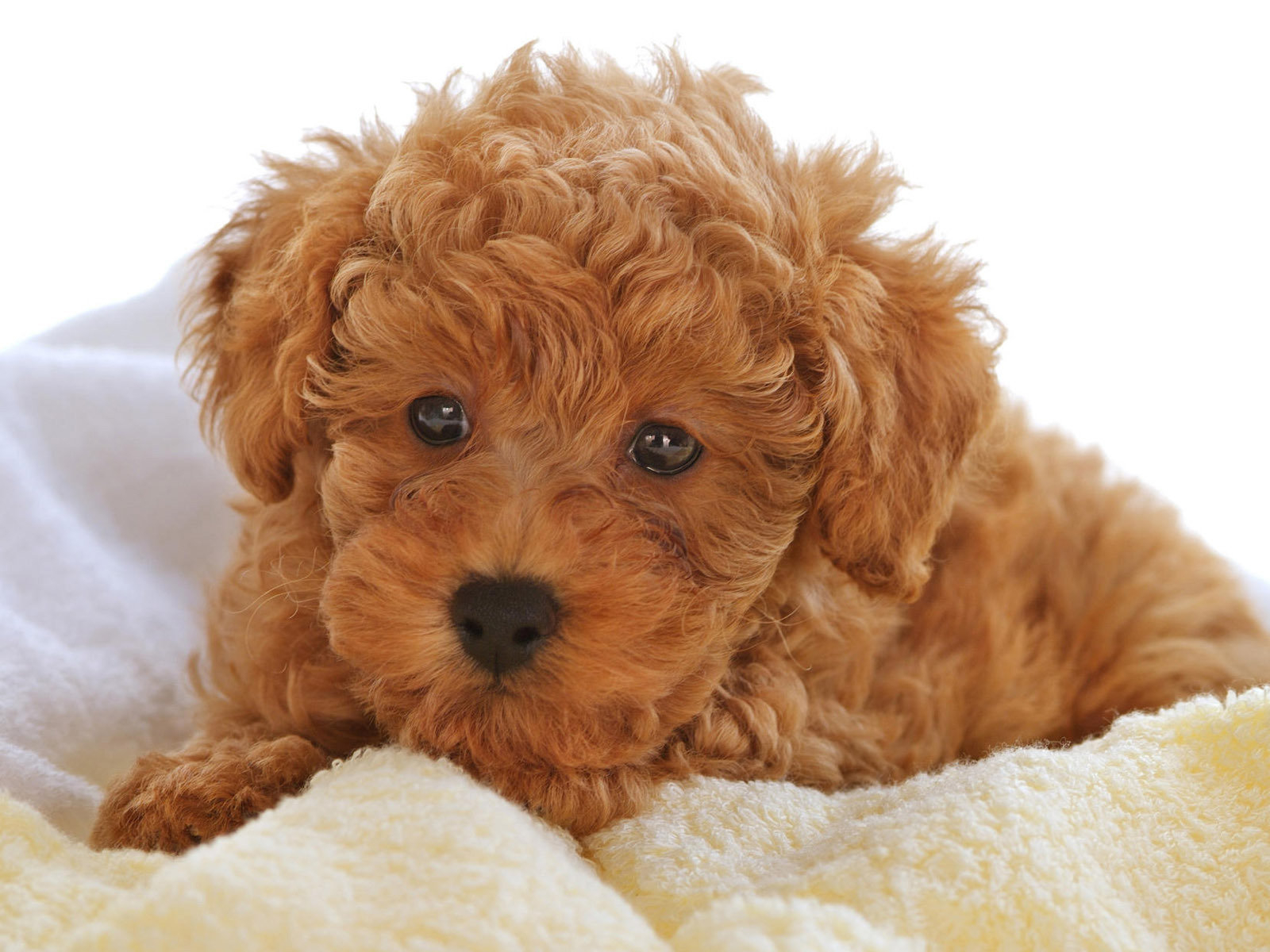 Curly Animals