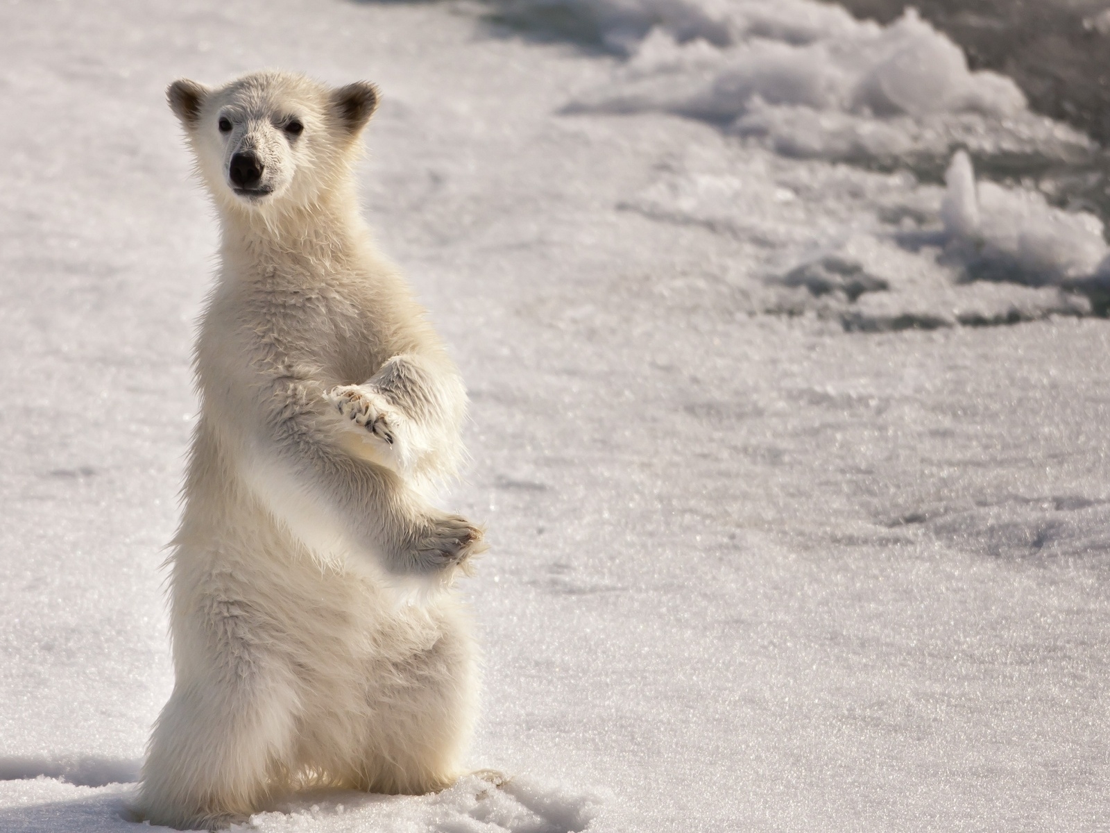 Animals_Bears_white_Bear_032090_.jpg