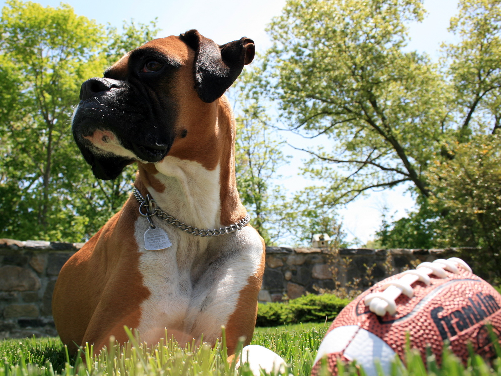 Boxer+dog+pictures+wallpaper