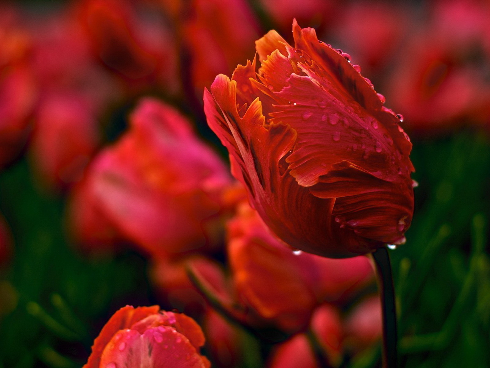 http://www.zastavki.com/pictures/1600x1200/2011/Nature_Flowers_Beautiful_tulips_030285_.jpg