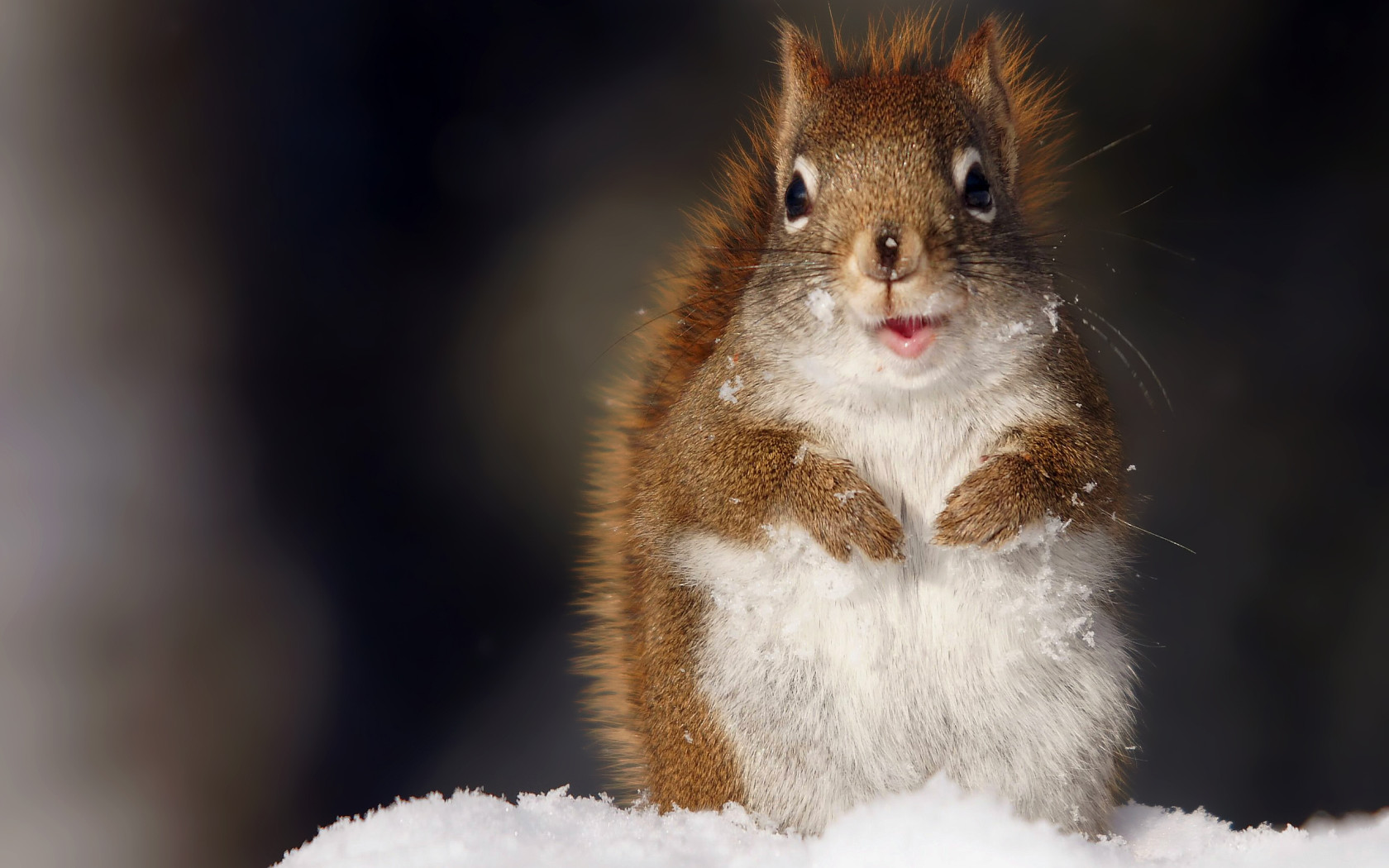 Funny Squirrel Wallpaper