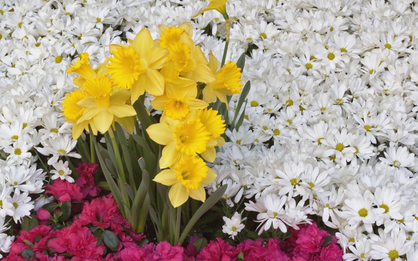 Nature___Flowers_Daffodils_and_other_flowers_054379_16.jpg