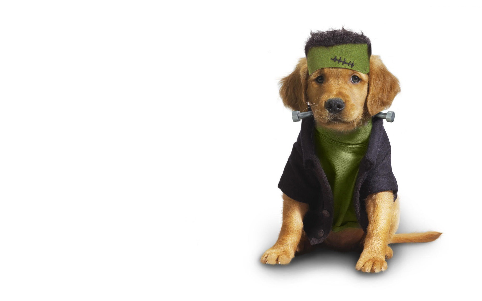 Dog Clothing Plumber wallpapers and images - wallpapers, pictures, photos