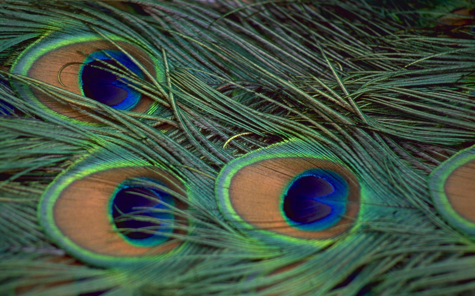 Peacock Feathers wallpapers and images - wallpapers, pictures, photos