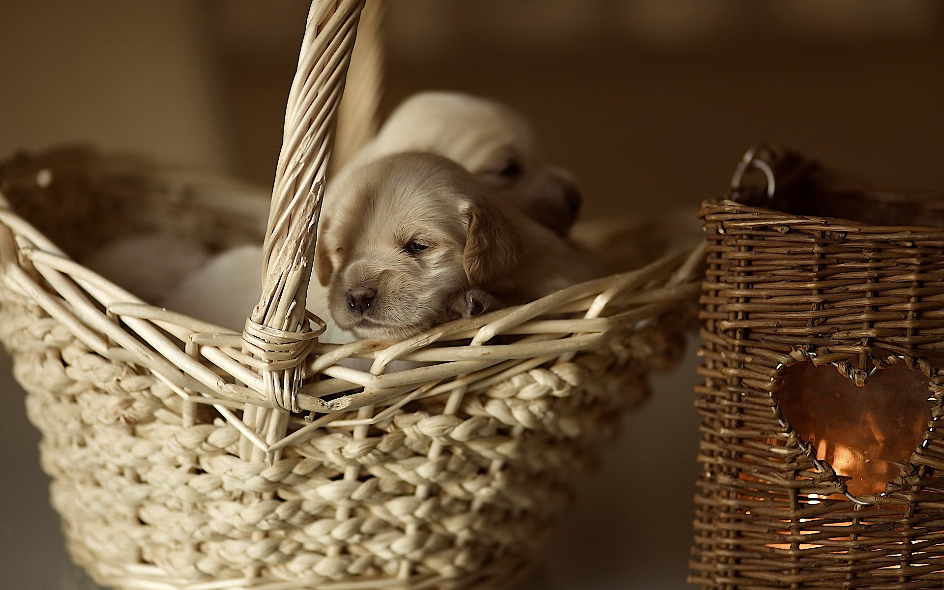 Puppies In A Basket Wallpapers And Images - Wallpapers, Pictures, Photos