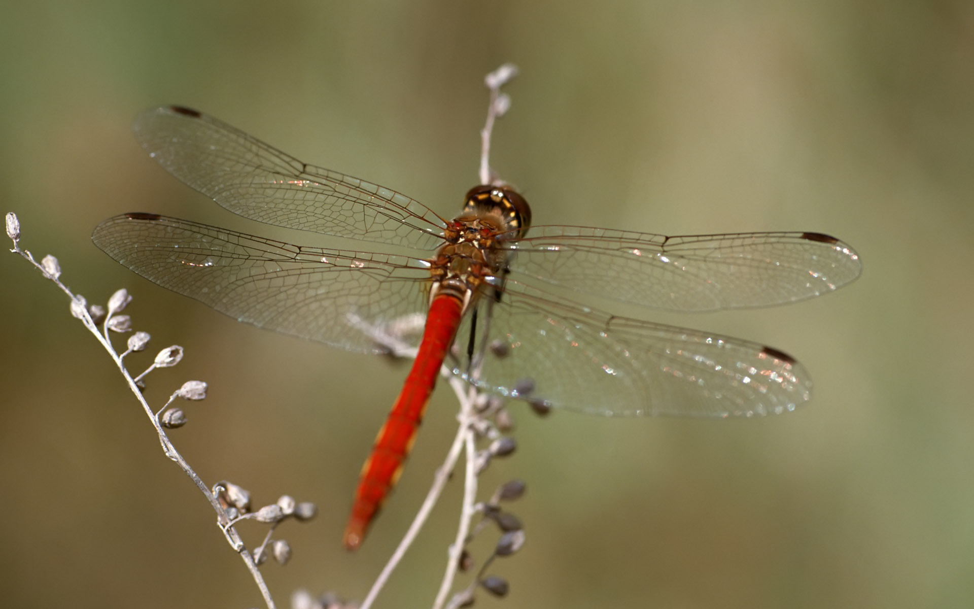 Red dragonfly wallpapers and images - wallpapers, pictures, photos