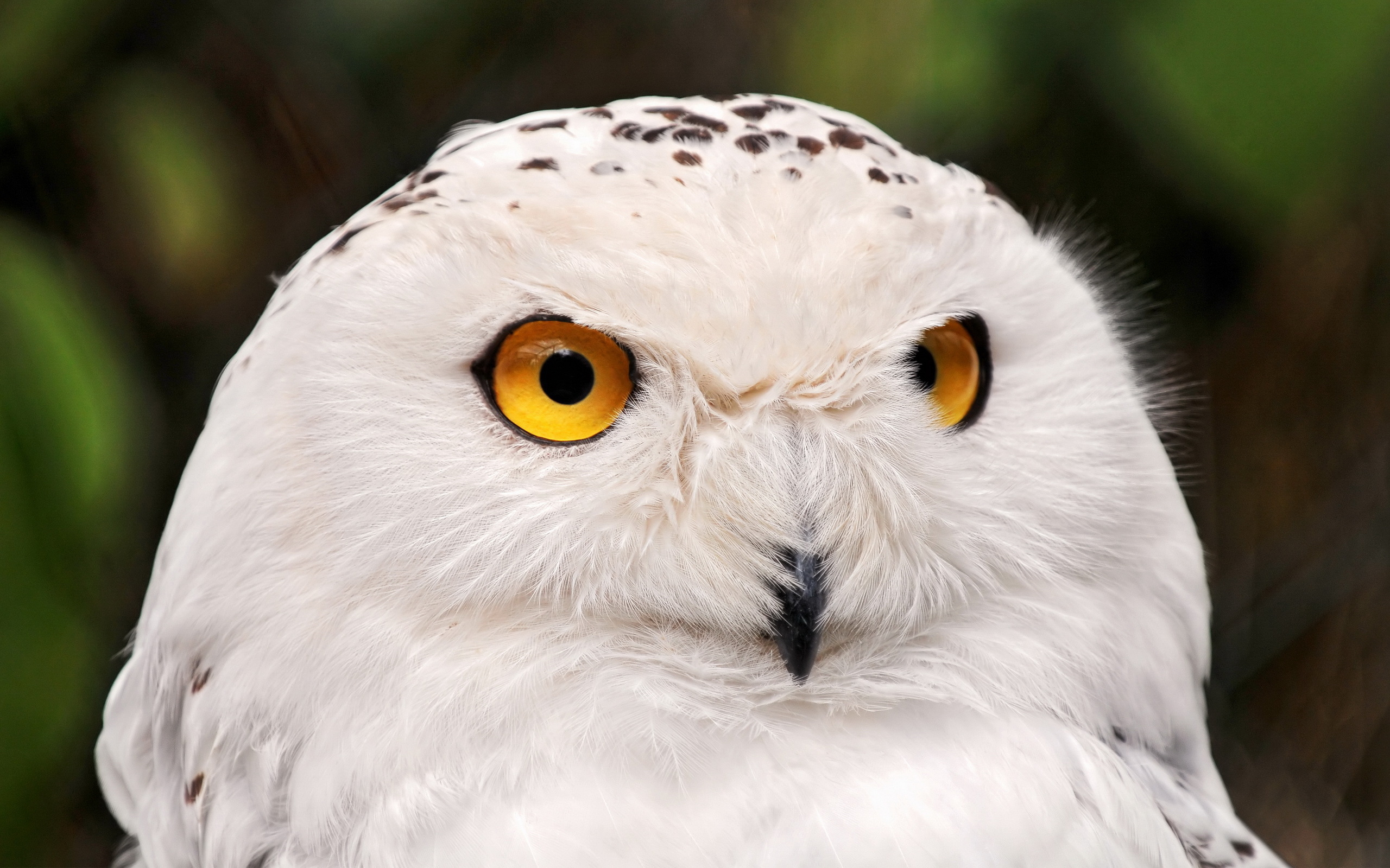 white-owl-wallpapers-and-images-wallpapers-pictures-photos