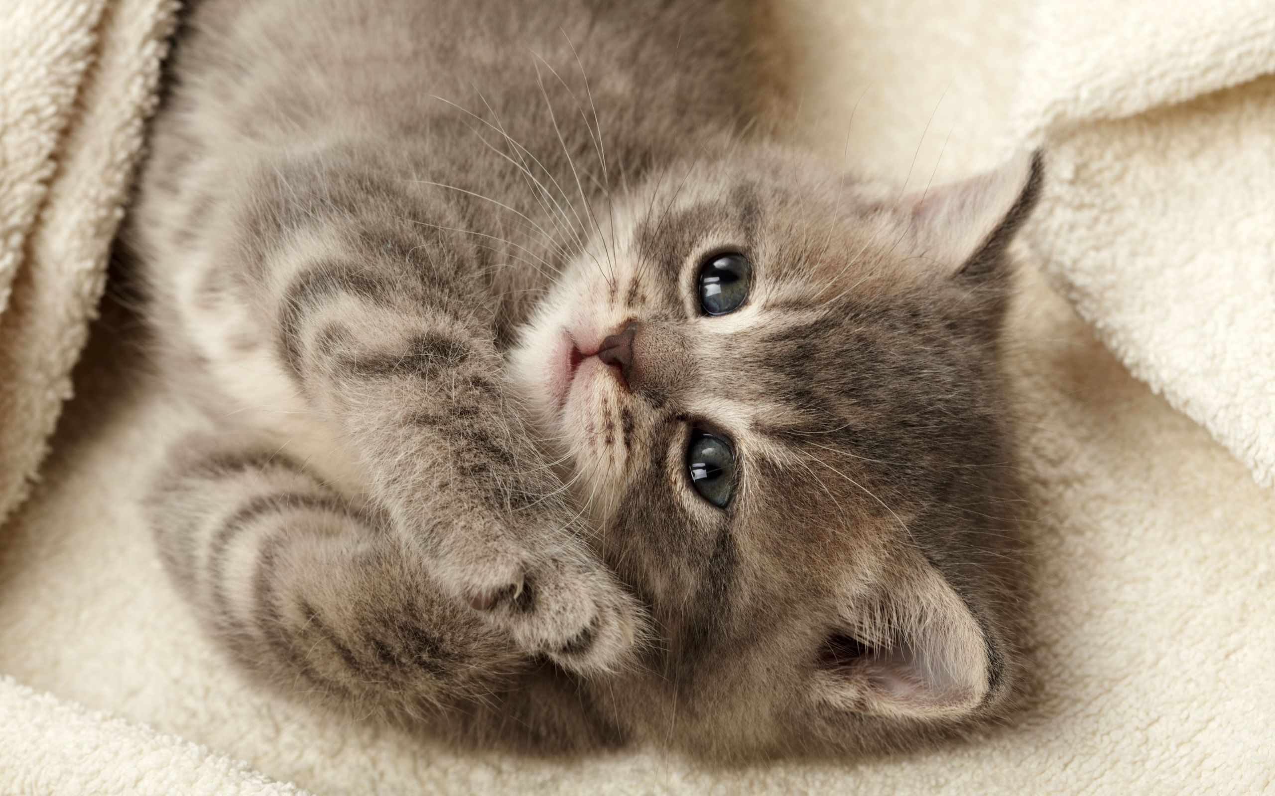 Grey kitten wallpapers and images - wallpapers, pictures, photos