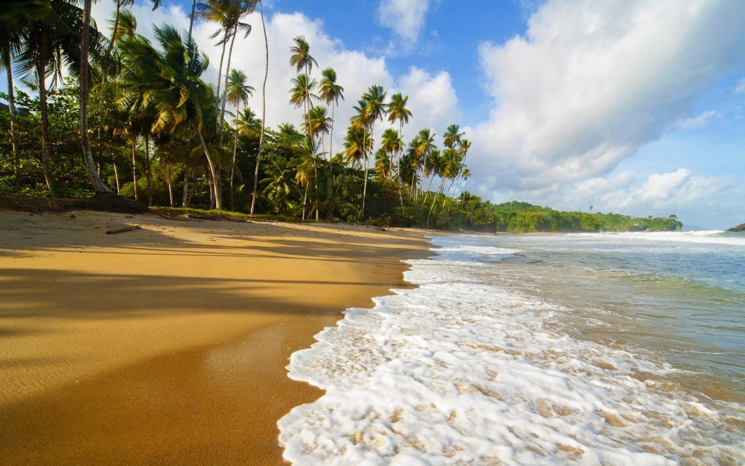 Palm trees and beach Desktop wallpapers 2560x1600