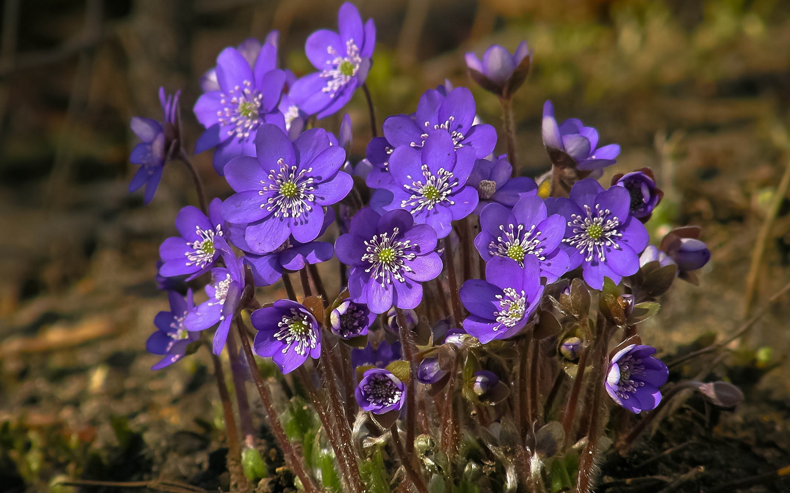 http://www.zastavki.com/pictures/2560x1600/2012/Nature_Flowers_Violets_033191_.jpg