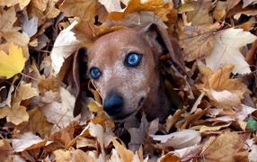 Blue-eyed dachshund