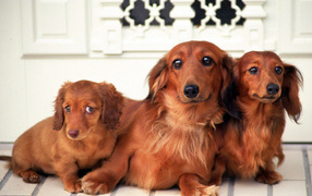 Family of dachshunds