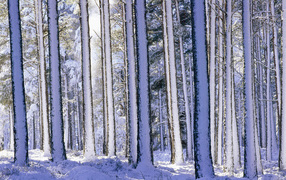 Forest after a snowfall