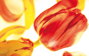Beautiful tulips