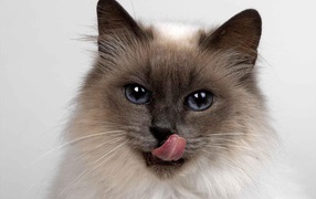 Fluffy Siamese cat licks its lips