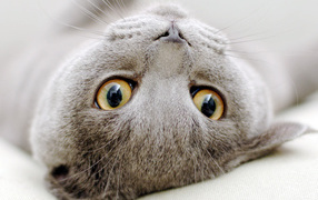 Gray Scottish Fold cat sprawled