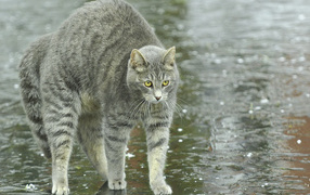 Playful gray cat in the rain