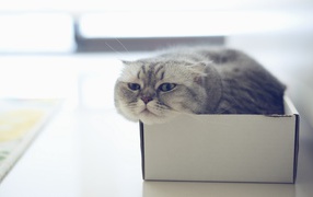 Scottish Fold cat in the box