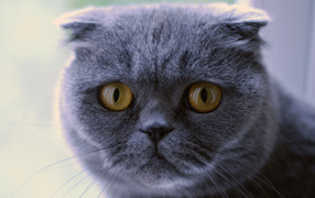 Serious gray Scottish Fold cat