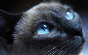 Siamese cat closeup