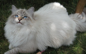 Siberian cat on grass