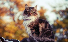 Siberian cat outdoors in autumn