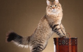 Siberian cat posing on a brown background