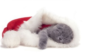 Small Scottish Fold cat is sleeping in a Christmas hat