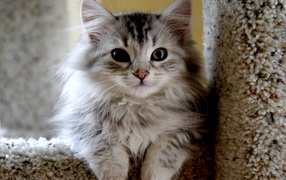 Small beautiful Siberian cat