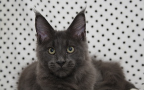 Young gray cat Maine Coon
