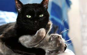 Чёрный и серый кот играют