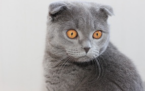  Gray Scottish Fold cat with big brown eyes