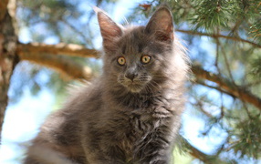  Small and cute gray cat Maine Coon looking at someone
