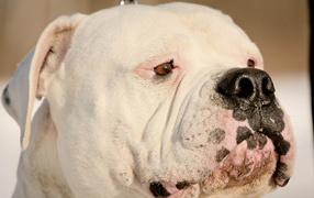 American bulldog closeup