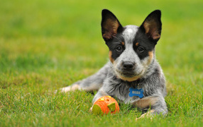 Щенок австралийской пастушьей собаки с мячом