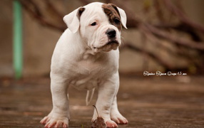 Beautiful american bulldog puppy