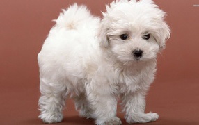 Beautiful dog breed Bichon Frise on a brown background